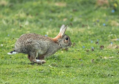 Kaninchen Aussenhaltung